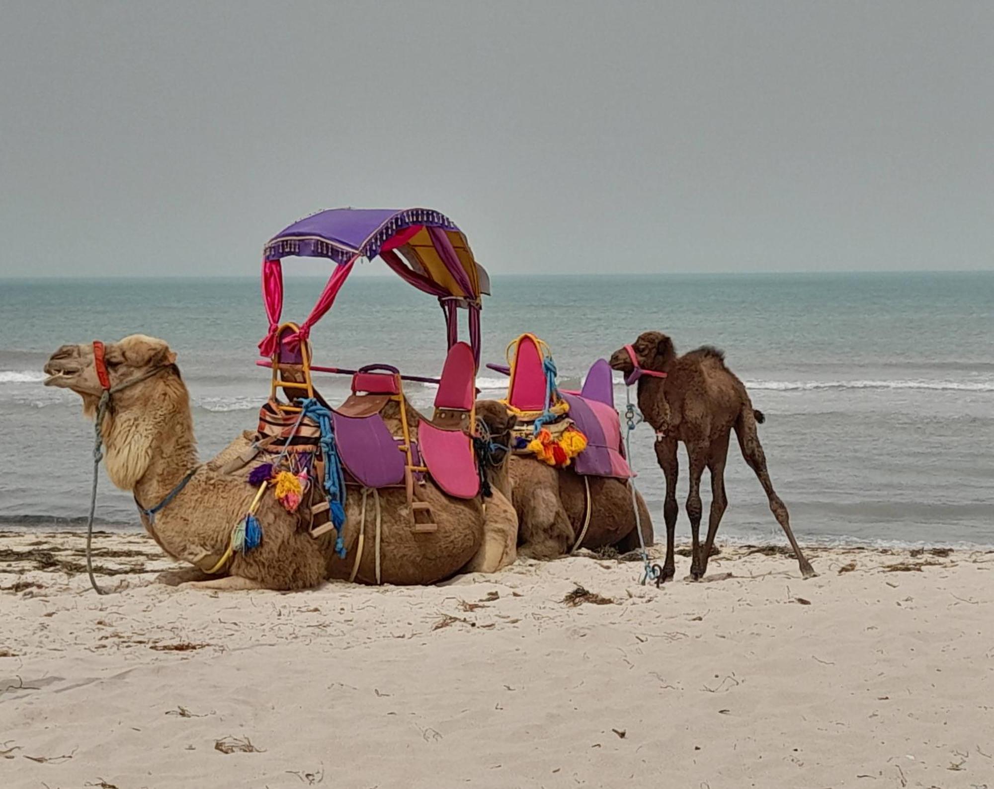 Dar El Kahina Djerba Hotel Mezraia Ngoại thất bức ảnh
